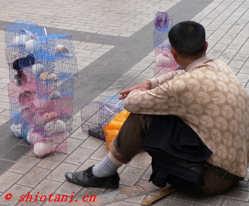 中国のペットショップ