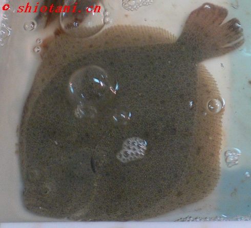 中国上海のカレイ