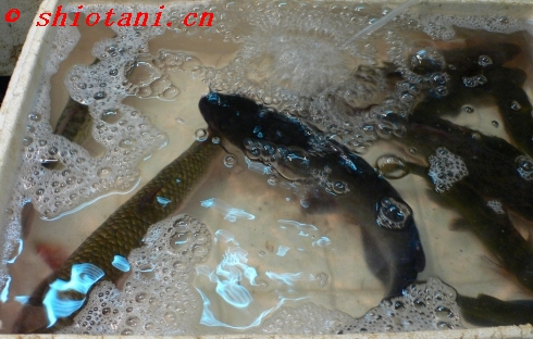 上海の魚